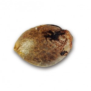 Golosa. Photo 2 Golosa. Photo 2